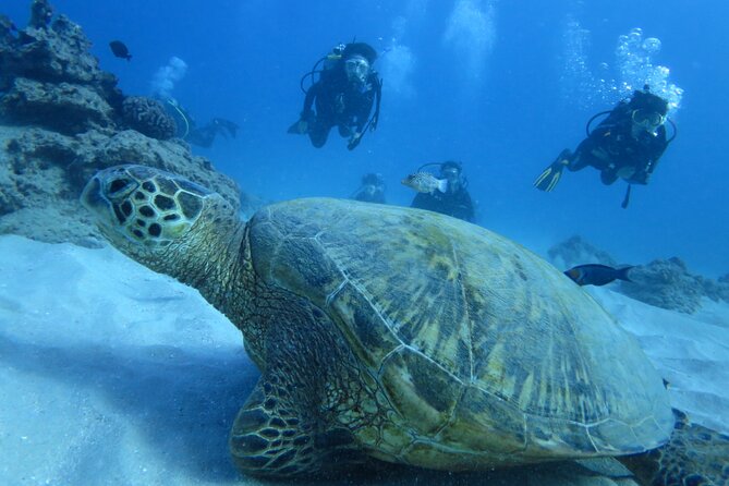 First Diving Experience Try Dive - What this first underwater session is really like