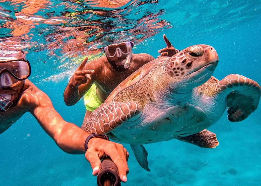 From Mindelo: São Vicente's Enchanting Sea Turtle Snorkeling - From Mindelo to São Pedro in a short morning-sized outing