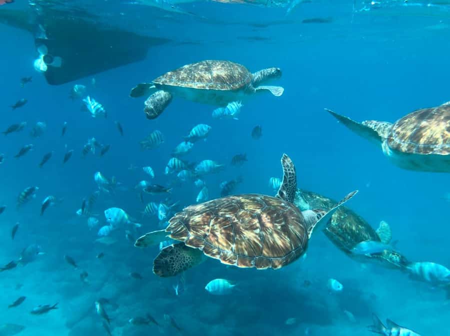 From Mindelo: São Vicente's Enchanting Sea Turtle Snorkeling - A short boat ride to the turtle area