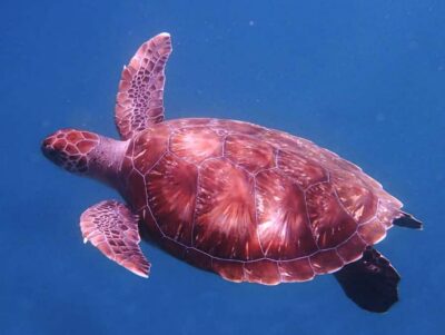São Vicente’s Enchanting Sea Turtle Snorkeling