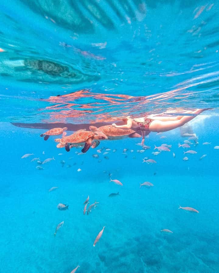 From Mindelo: Snorkel and Swim with Sea Turtles - Guide Diego and the safety setup