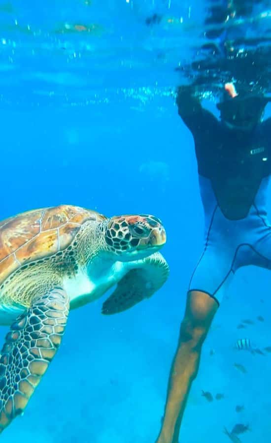 From Mindelo: Snorkel and Swim with Sea Turtles - How the one-hour schedule works
