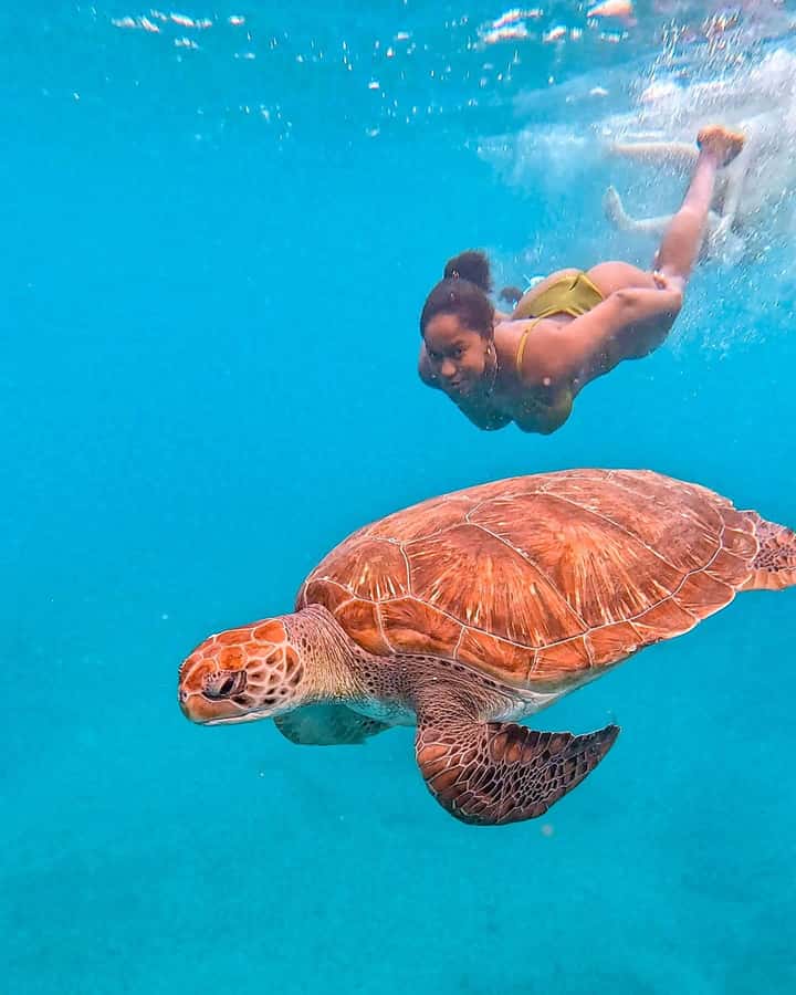 From Mindelo: Snorkel and Swim with Sea Turtles - A short snorkel with a strict 20-minute limit