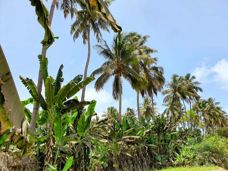 From Praia: Banana Plantation Tour and Cuscuz Workshop - Why this half-day trip works well from Praia