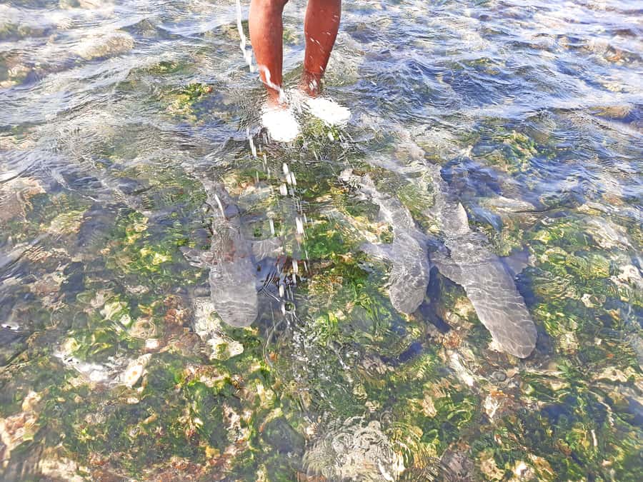 From Santa Maria: Sal Island Private Day Trip - Why this six-hour Sal tour works