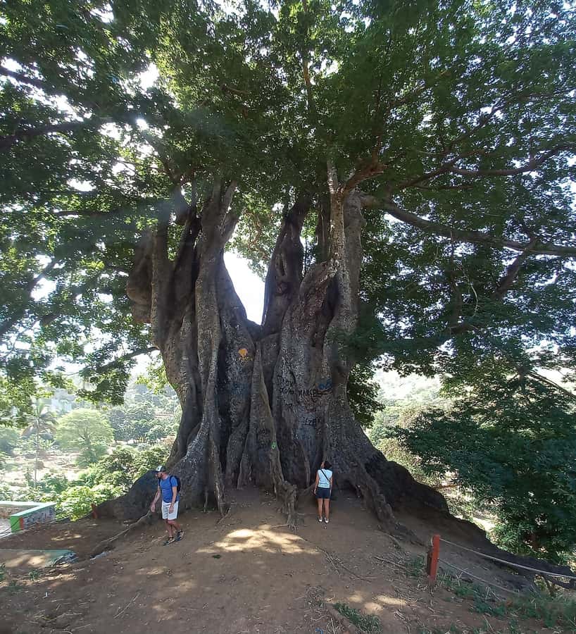 Full-Day Santiago – Villages, Nature & Local Culture - Boa Entrada and Santiago’s ancient Kapok tree
