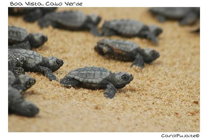 Guided turtle tour in a group in Boa Vista - Why the turtle encounter feels different