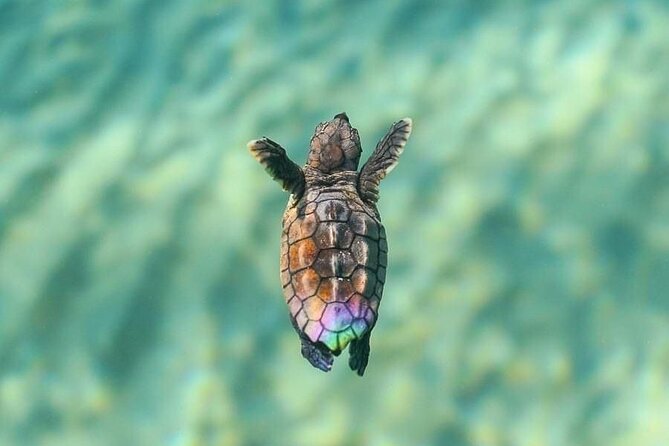 Guided turtle tour in a group in Boa Vista - November changes the turtle story