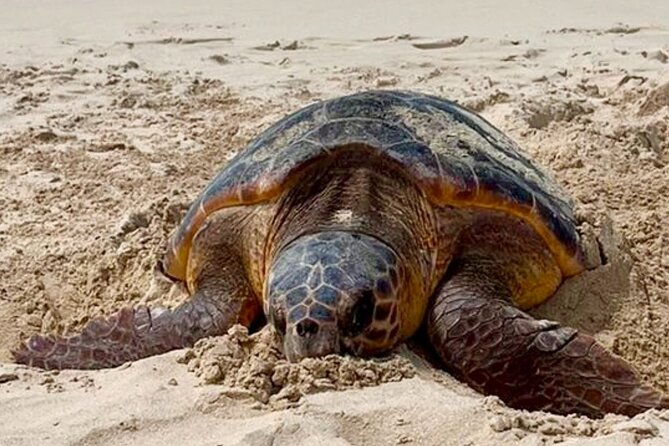 Guided turtle tour in a group in Boa Vista - What $104.68 buys you