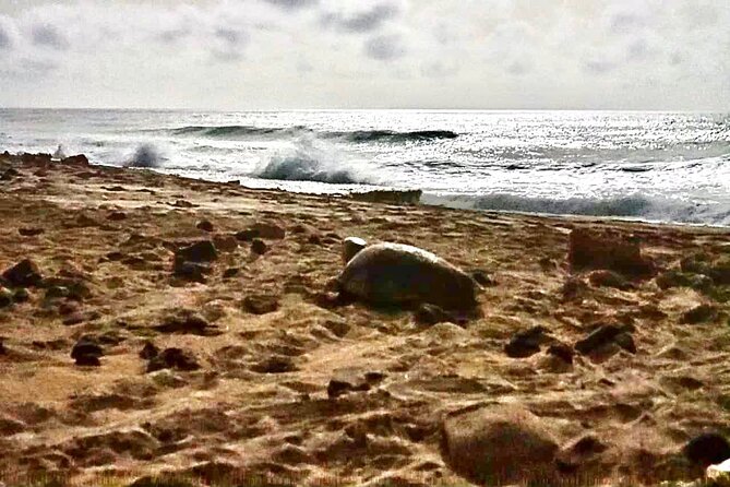 Guided turtle tour in a group in Boa Vista - The guides are central to the experience