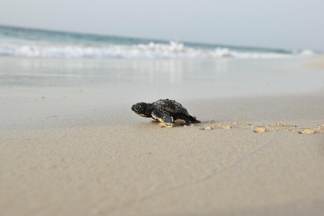 Guided turtle tour in a group in Boa Vista - Who will enjoy this Boa Vista tour