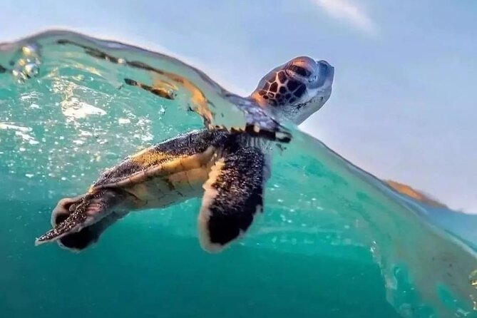 Guided turtle tour in a group in Boa Vista - The Ervatão briefing sets the tone