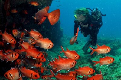Half-Day Diving in Sal