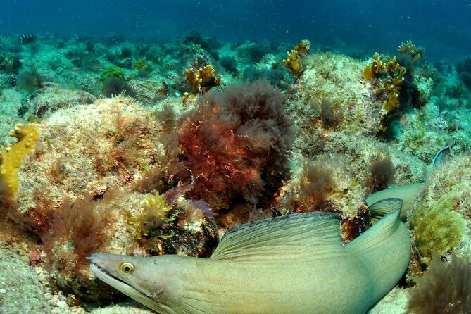 Half-Day Diving in Sal - Safety, instruction, and the rough-sea question