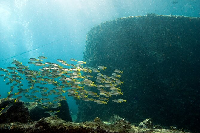 Half-Day Diving in Sal - What the marine setting may offer