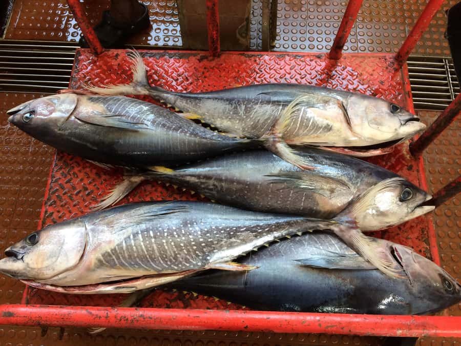 Half Day Island Tour, Best of São Vicente, Highlights - Baía das Gatas, the final chance for a swim