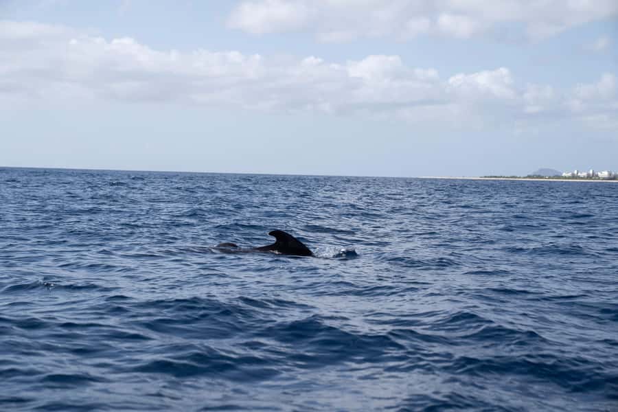 Half-Day Sailing Yacht Adventure in Sal Island - 3 hours - The boat and the small-group feel