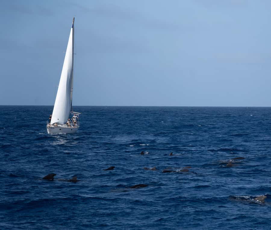 Half-Day Sailing Yacht Adventure in Sal Island - 3 hours - The optional swim and snorkeling stop