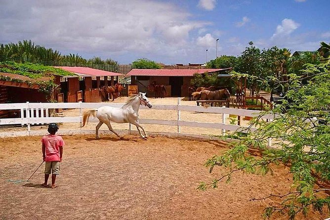 Horse Riding in Sal Island - Cabo Verde - Horse care and the mixed picture