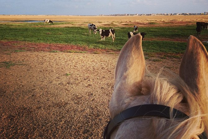 Horse Riding in Sal Island - Cabo Verde - What the $60.25 price really covers
