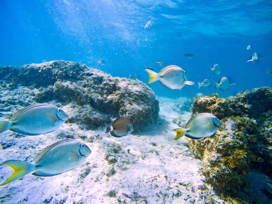 Ilha Do Sal: Snorkeling with Local Guide - What the Santa Maria snorkeling trip is really like