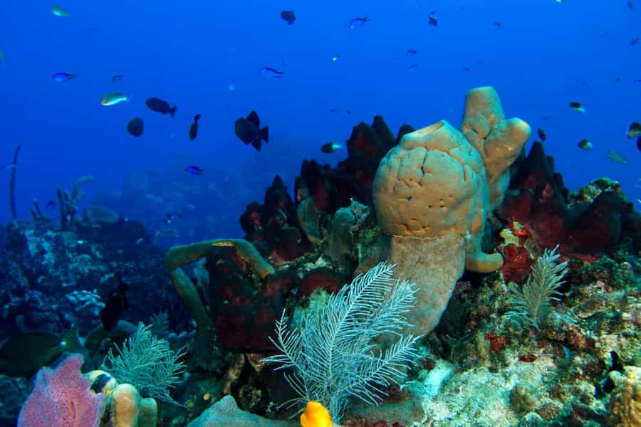 Ilha Do Sal: Snorkeling with Local Guide - Reaching the reefs around Santa Maria Bay
