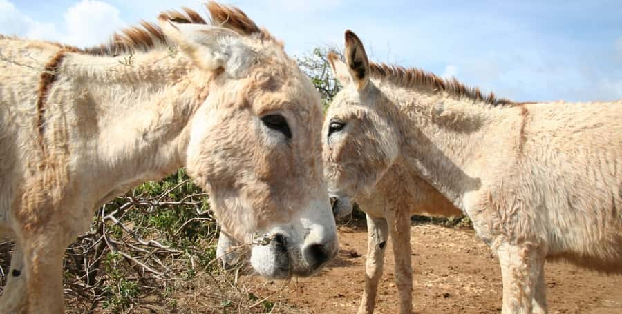 Island tour & cattle & Taste local flavors - Should you book the Boa Vista countryside tour?