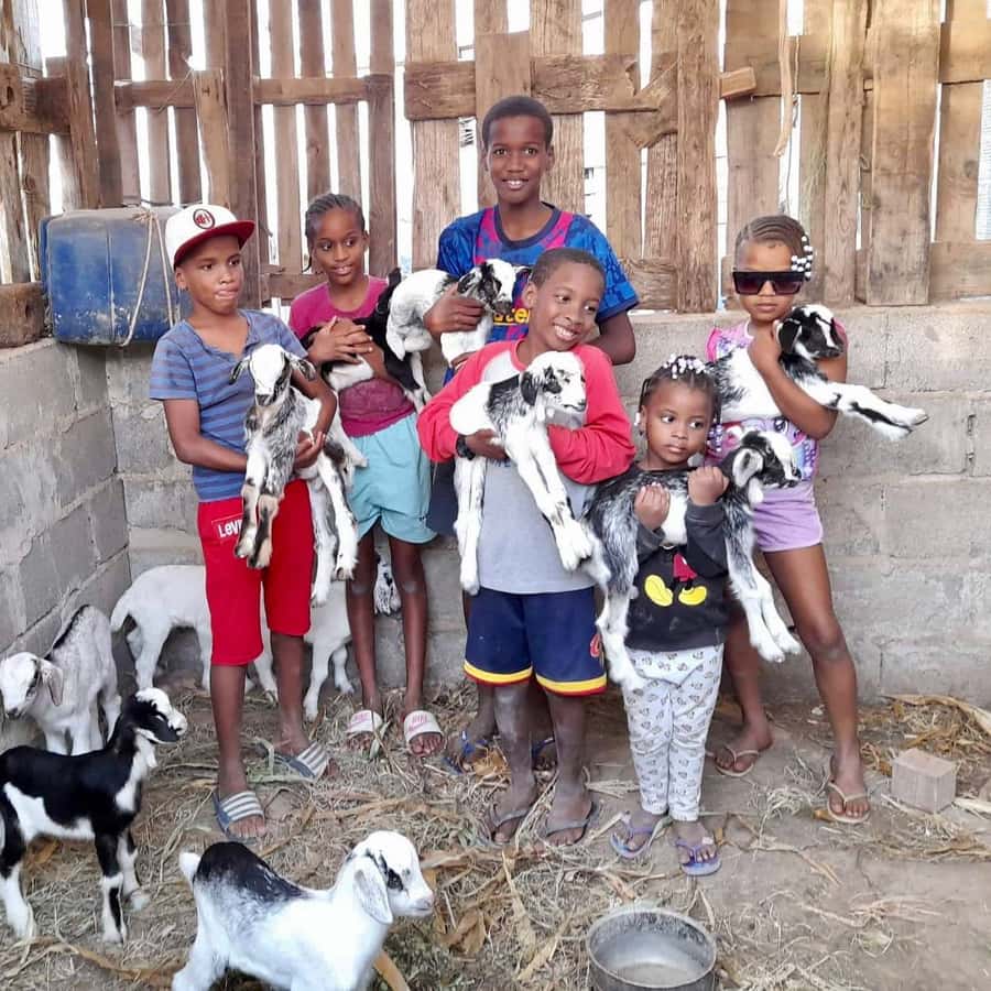 Island tour & cattle & Taste local flavors - Bofarreira farm: the most hands-on stop