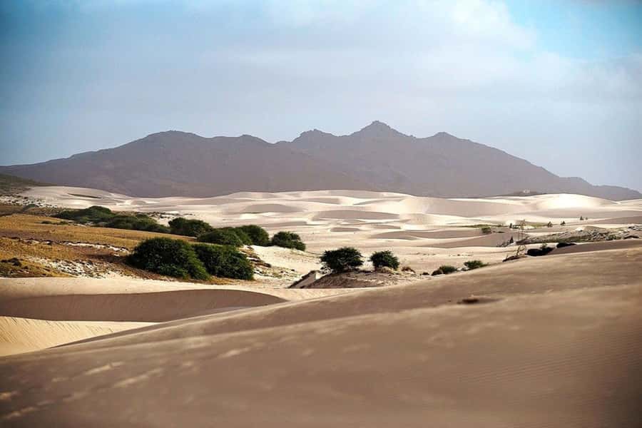 Island tour & cattle & Taste local flavors - The sea museum and Boa Vista’s wild side
