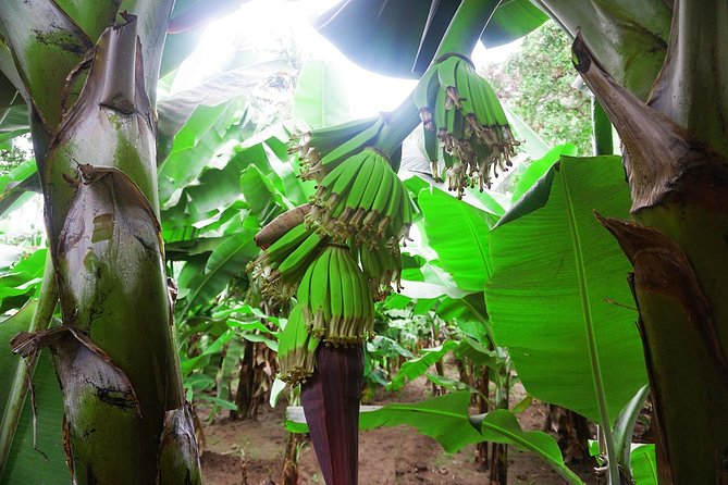Like Locals: Banana Plantation, and Cuscuz with locals - From Praia to Santa Cruz by road