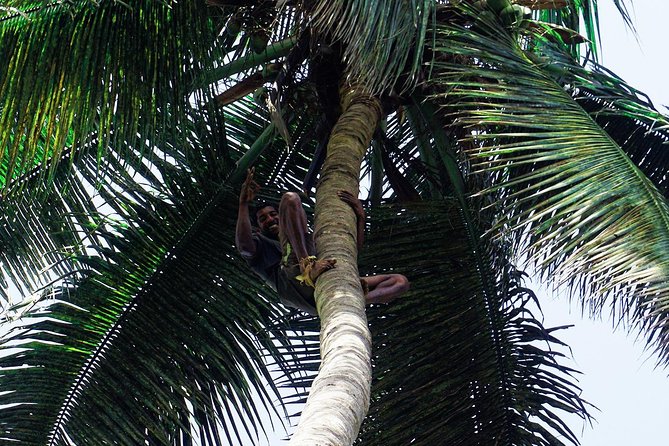 Like Locals: Banana Plantation, and Cuscuz with locals - Rum, sugarcane, and local plant knowledge