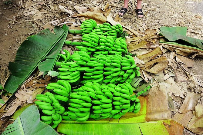 Like Locals: Banana Plantation, and Cuscuz with locals - A guide-led view of Santiago