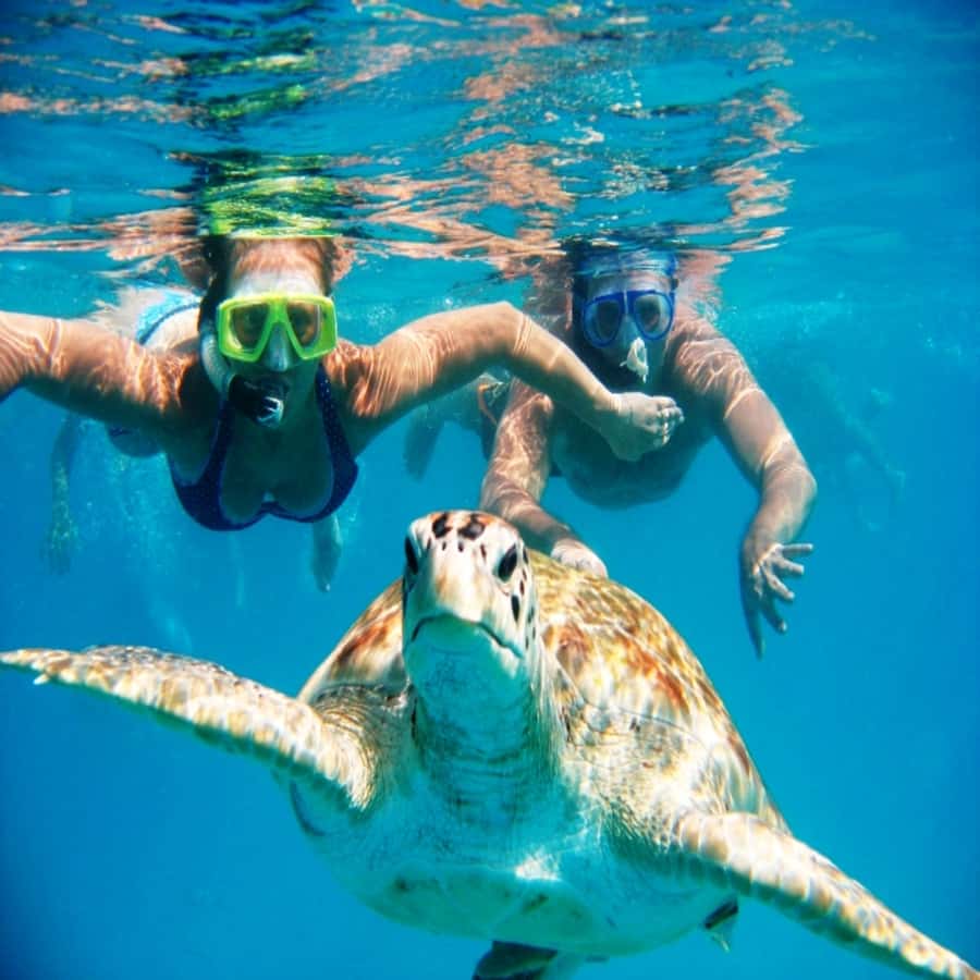 Live Snorkeling & Swimming with Sea Turtles in the Atlantic - Key points before you book