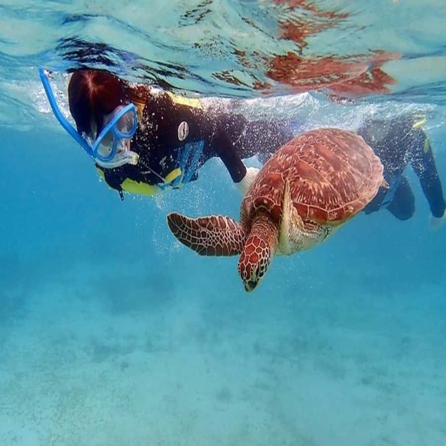 Live Snorkeling & Swimming with Sea Turtles in the Atlantic - Swimming beside the turtles in the Atlantic