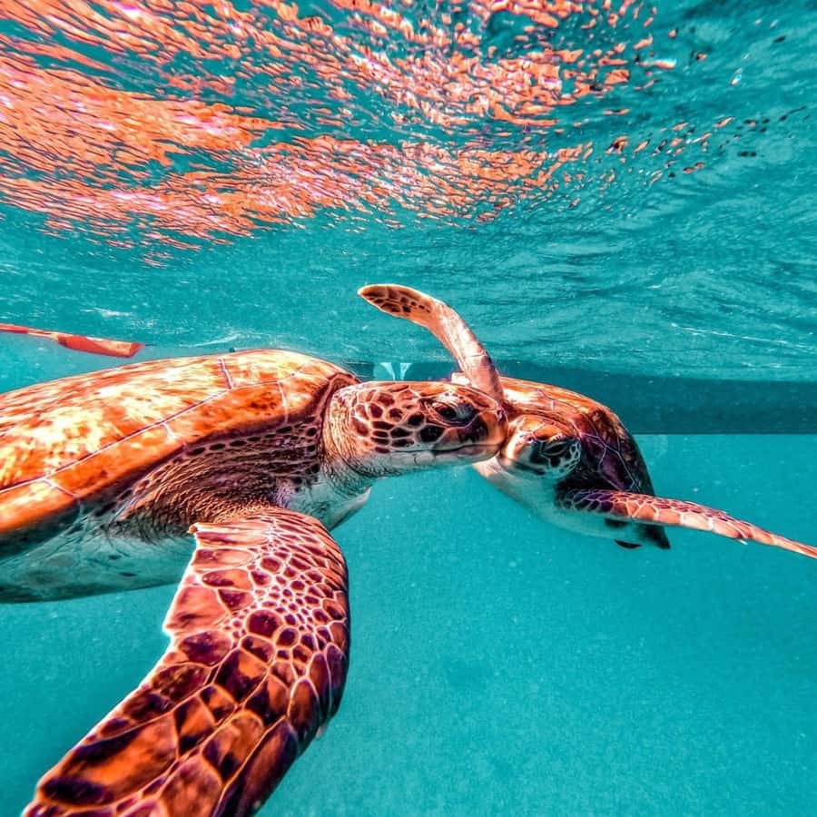 Live Snorkeling & Swimming with Sea Turtles in the Atlantic - Why group size matters more than the advertised limit