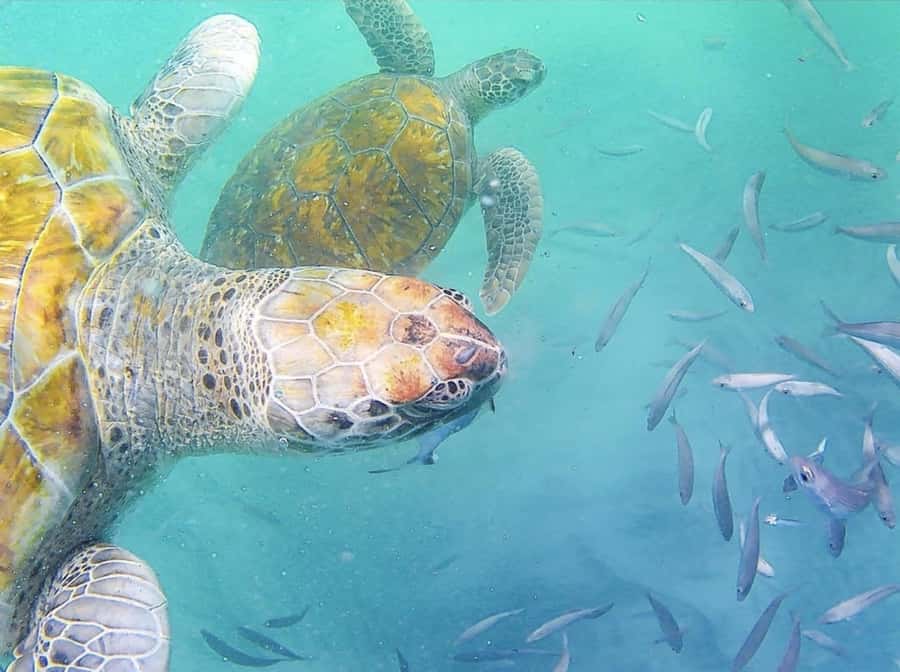 Live Snorkeling & Swimming with Sea Turtles in the Atlantic - Boarding the fishing boat and hearing the safety briefing