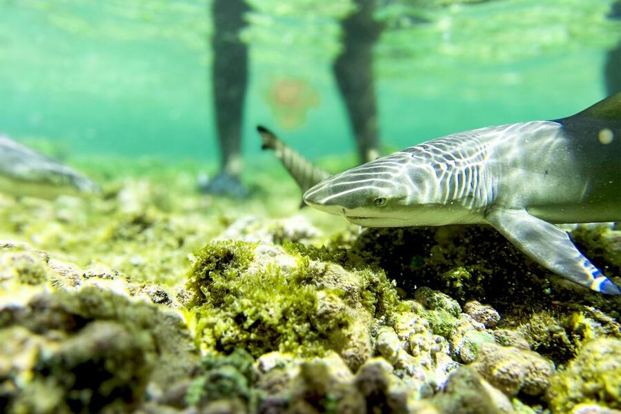 Murdeira: Sal Island Nature Reserve and Fishing Village Tour - Espargos, street art, and a practical lunch break