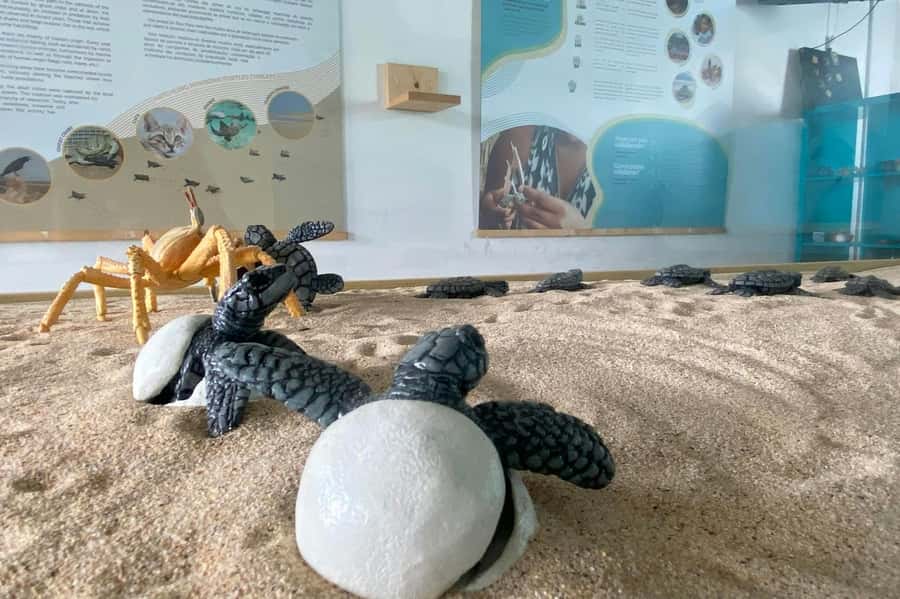 Postcards of Boa Vista 4x4 Tour with Shipwreck & Local Lunch - The Local Biodiversity Centre and Boa Vista’s marine life
