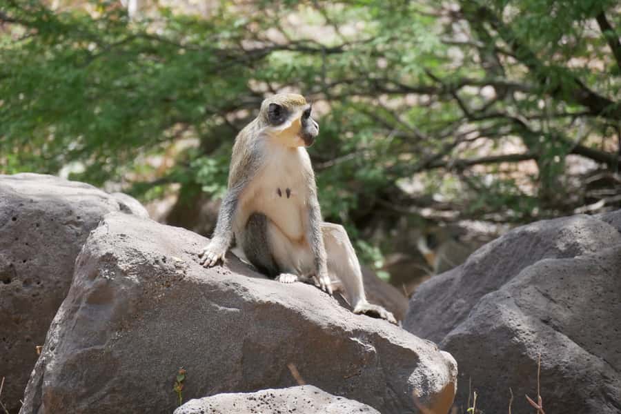 Praia: Baobab Mysterious Tree, Green Valley & Old City Hike - Key points at a glance