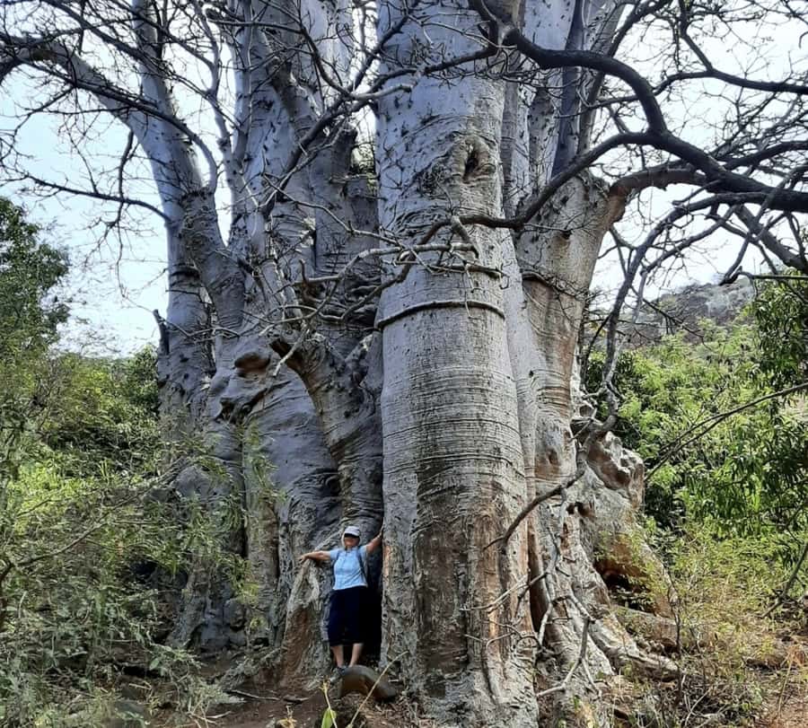 Praia: Baobab Mysterious Tree, Green Valley & Old City Hike - Why this Santiago hike is worth your morning