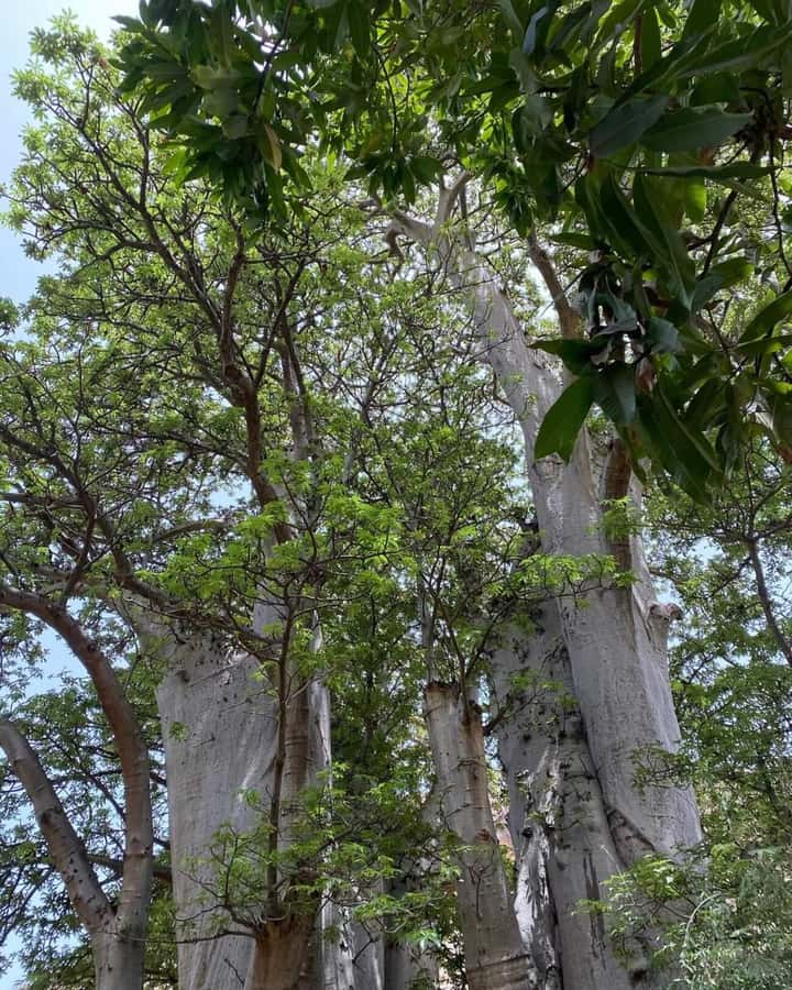Praia: Baobab Mysterious Tree, Green Valley & Old City Hike - A green valley filled with useful plants