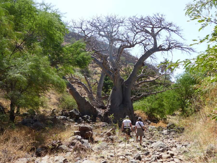Praia: Baobab Mysterious Tree, Green Valley & Old City Hike - Arriving in Cidade Velha