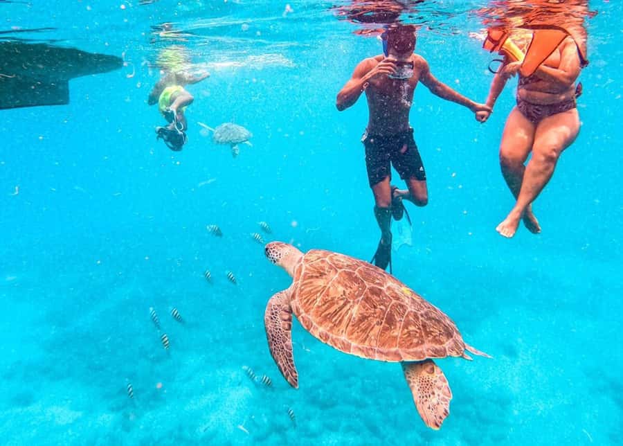 Private Snorkel Experience with Sea Turtle for Cruisers - What the one-hour duration really means