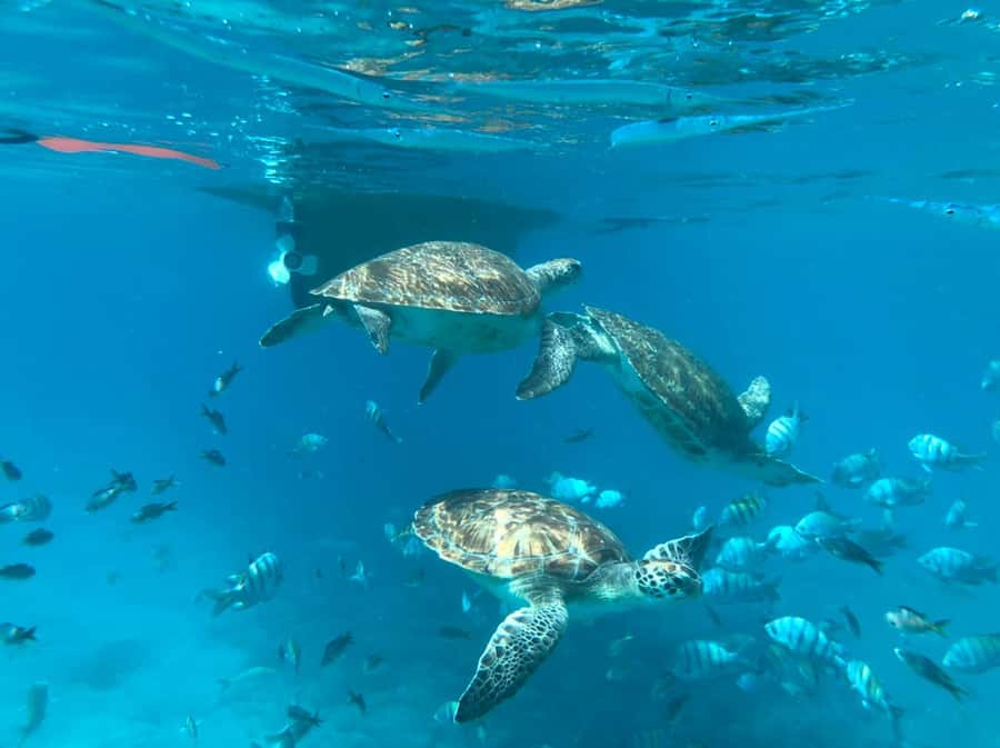 Private Snorkel Experience with Sea Turtle for Cruisers - Snorkeling with sea turtles