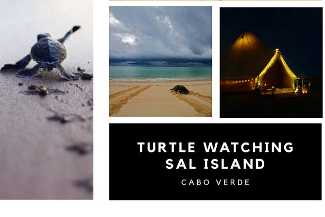 Private Turtle Watching Experience - The 10:20 p.m. pickup from Santa Maria