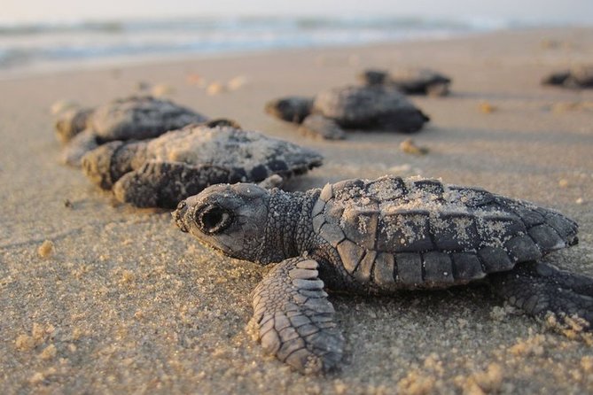 Private Turtle Watching Experience - A private tent with drinks, snacks, and a useful briefing