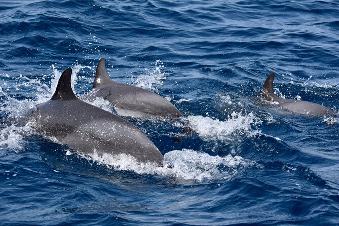 Sailing yacht half day- with Cape Verde Sailing - Lucy, the yacht, and the catamaran option