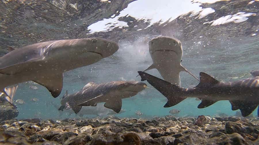 Sal: All-Inclusive Salt Lake, Blue Eye and Shark Bay Tour - Why the four-hour format works so well