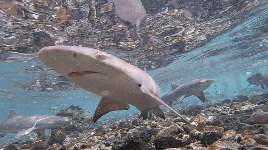 Sal: All-Inclusive Salt Lake, Blue Eye and Shark Bay Tour - Who should book this Sal tour?