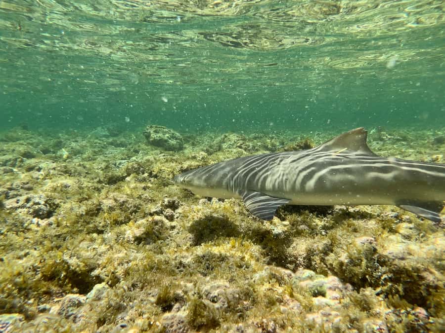 Sal Discovery: A Guided Small Group Island Tour - A full island sampler in six hours